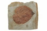 Fossil Leaf (Davidia) - Montana #215542-1